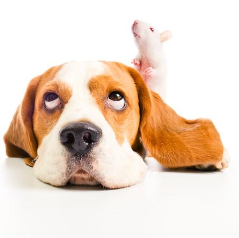 Perro mirando con temor a una rata