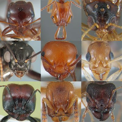 Hormiga con detalle de sus ojos