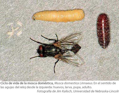 Moscas poniendo huevos en basura orgánica