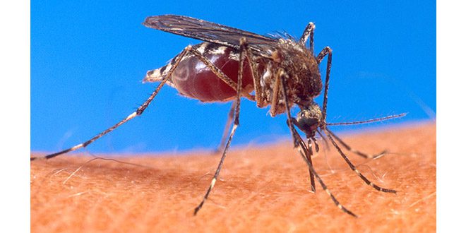 Mosquito Aedes aegypti transmitiendo enfermedades a humanos