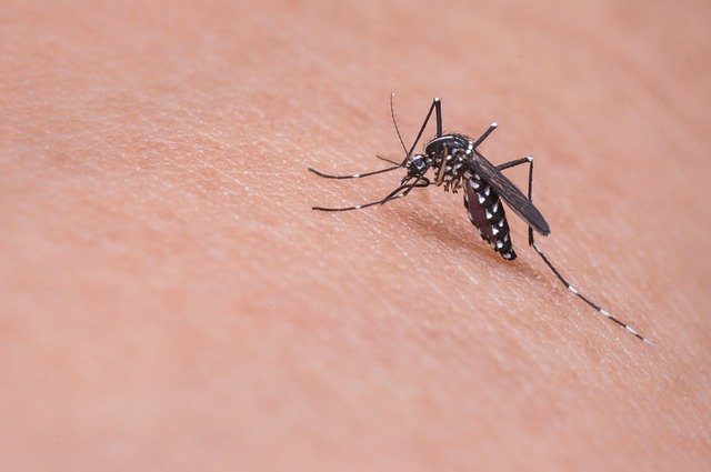 Mosquito aterrizando en la piel humana
