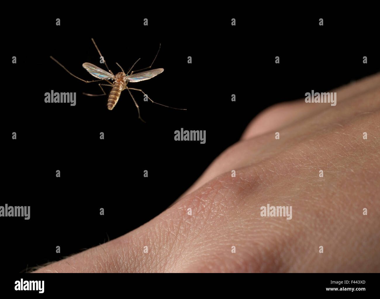 Mosquito volando hacia la luz brillante