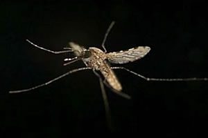 Frecuencia del aleteo en mosquitos