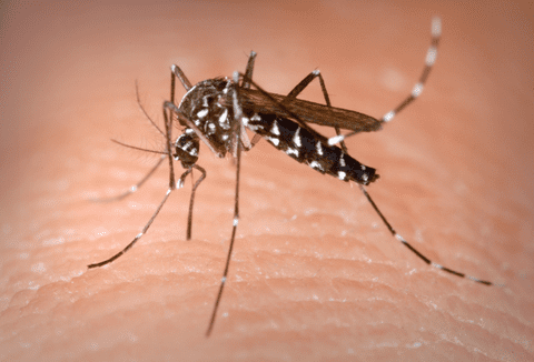 Mosquito tigre en entorno urbano contaminado