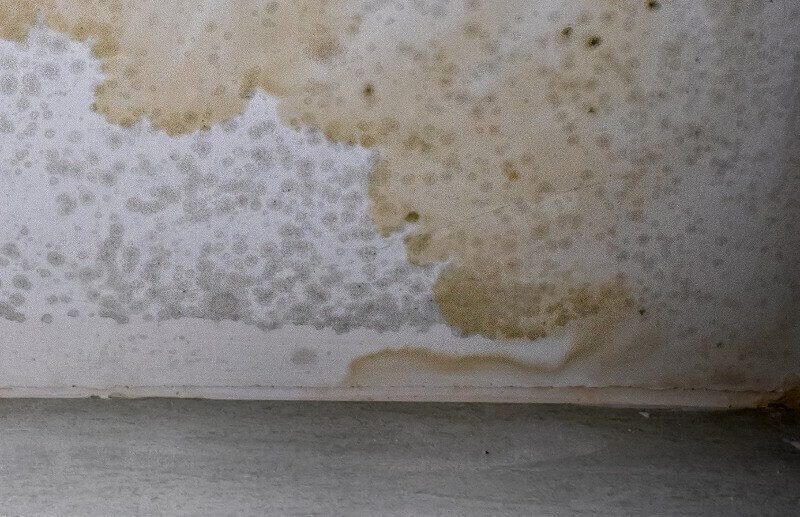 Moho en paredes por exceso de humedad