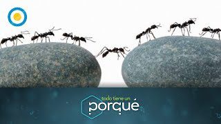 Hormigas chocando entre sí al caminar