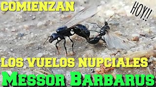 Hormigas Messor barbarus en vuelo nupcial