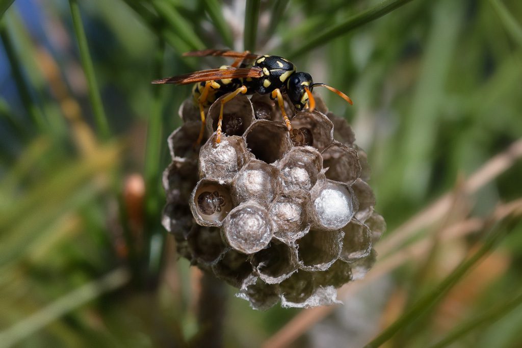 Avispa descomponiendo materia orgánica en el suelo