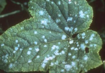 Manchas blancas de insectos en plantas