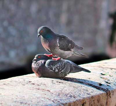 Palomas comparadas con otras aves poniendo huevos