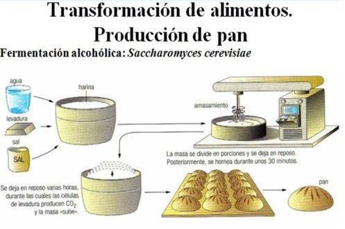 Que reacciones químicas son importantes en la industria alimentaria