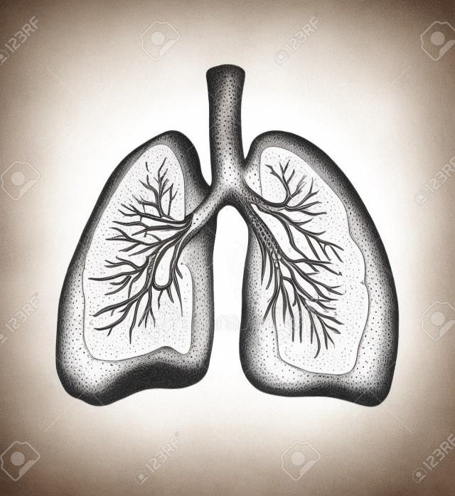 Pulmones humanos detallados en una ilustración