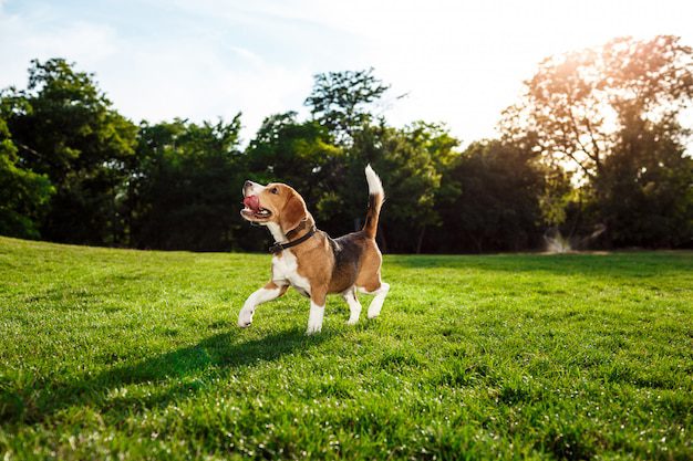 Perros felices jugando en el parque