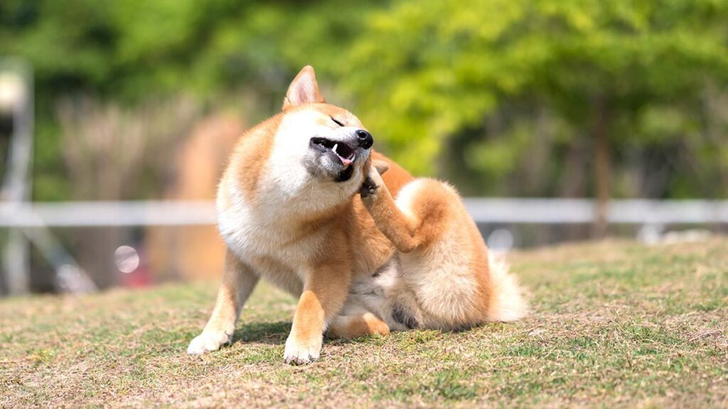 Mascota rascándose en busca de chinches