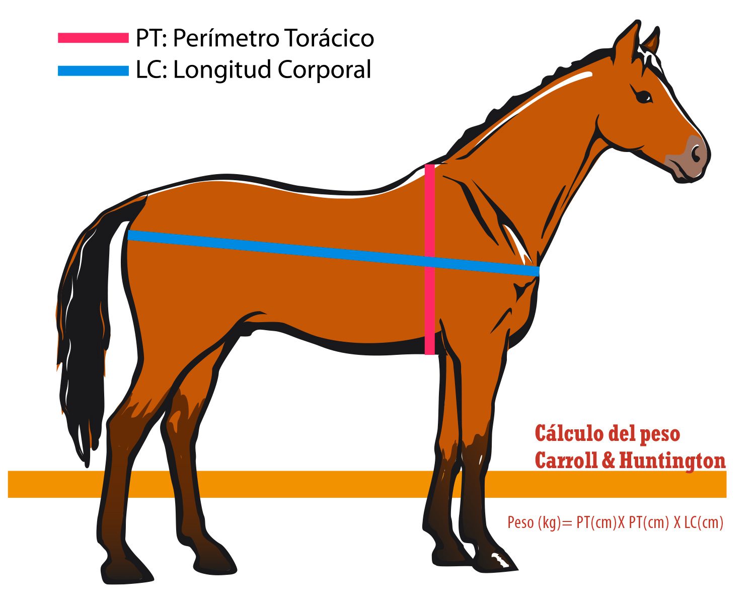 Como Pesar Un Caballo Sin Bascula