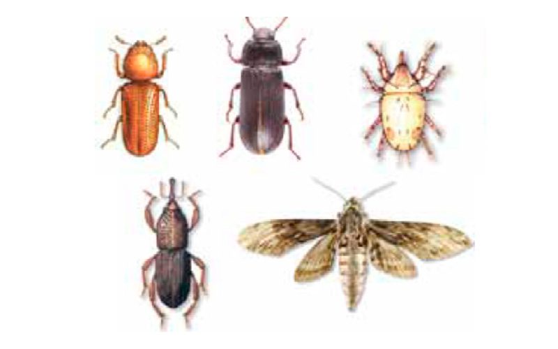 Insectos comunes que infestan semillas almacenadas