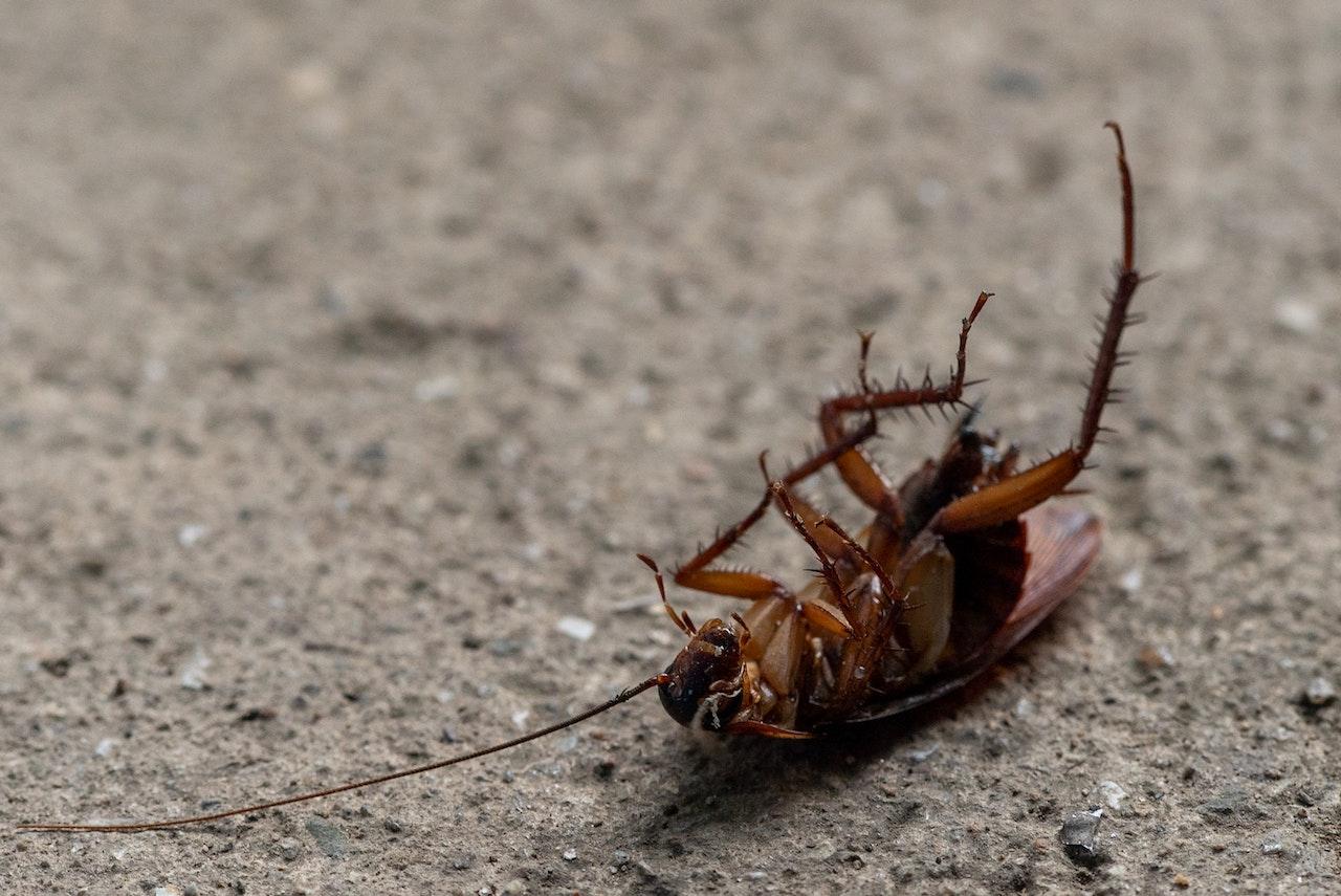 Cucaracha muerta junto a insecticida líquido