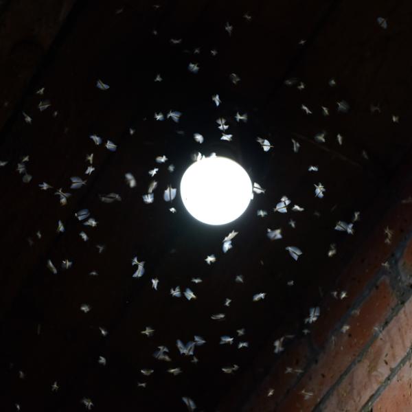 Mosquito atraído por luz en la noche