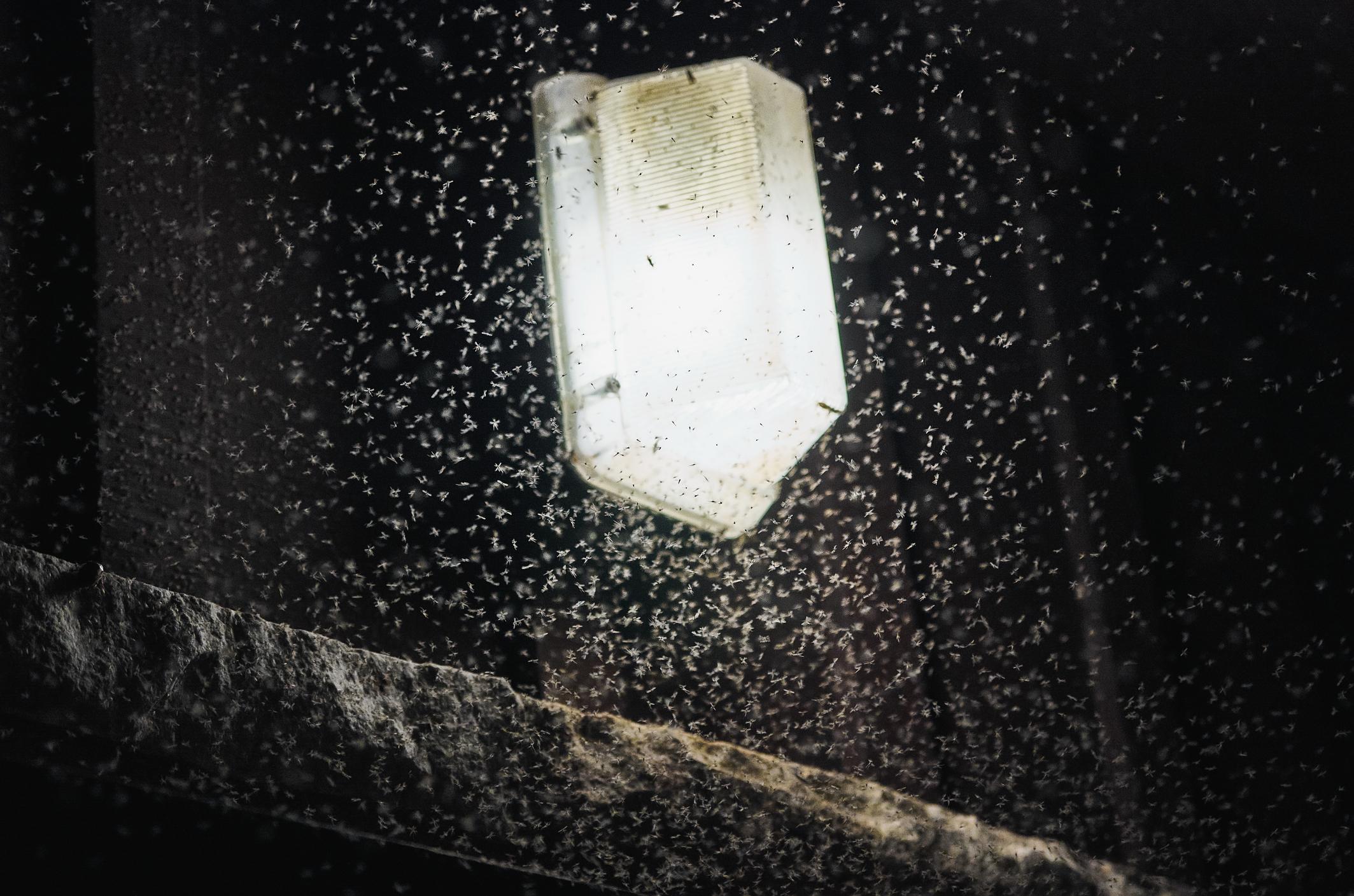 Mosquito atraído por diferentes fuentes de luz