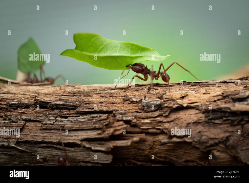 Cuánto peso puede levantar las hormigas