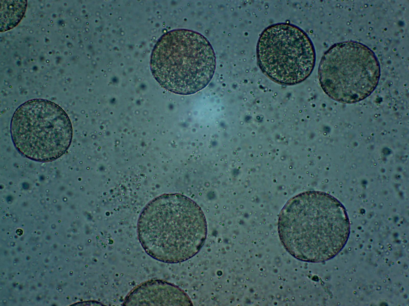 Microscopio observando células en proceso energético