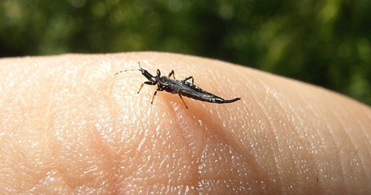 Bichitos negros en la piel humana