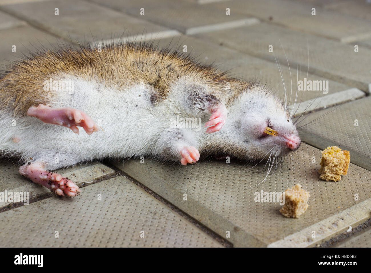 Ratas evitando cebo envenenado en casa