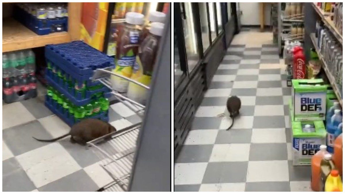 Ratas en callejón de Nueva York