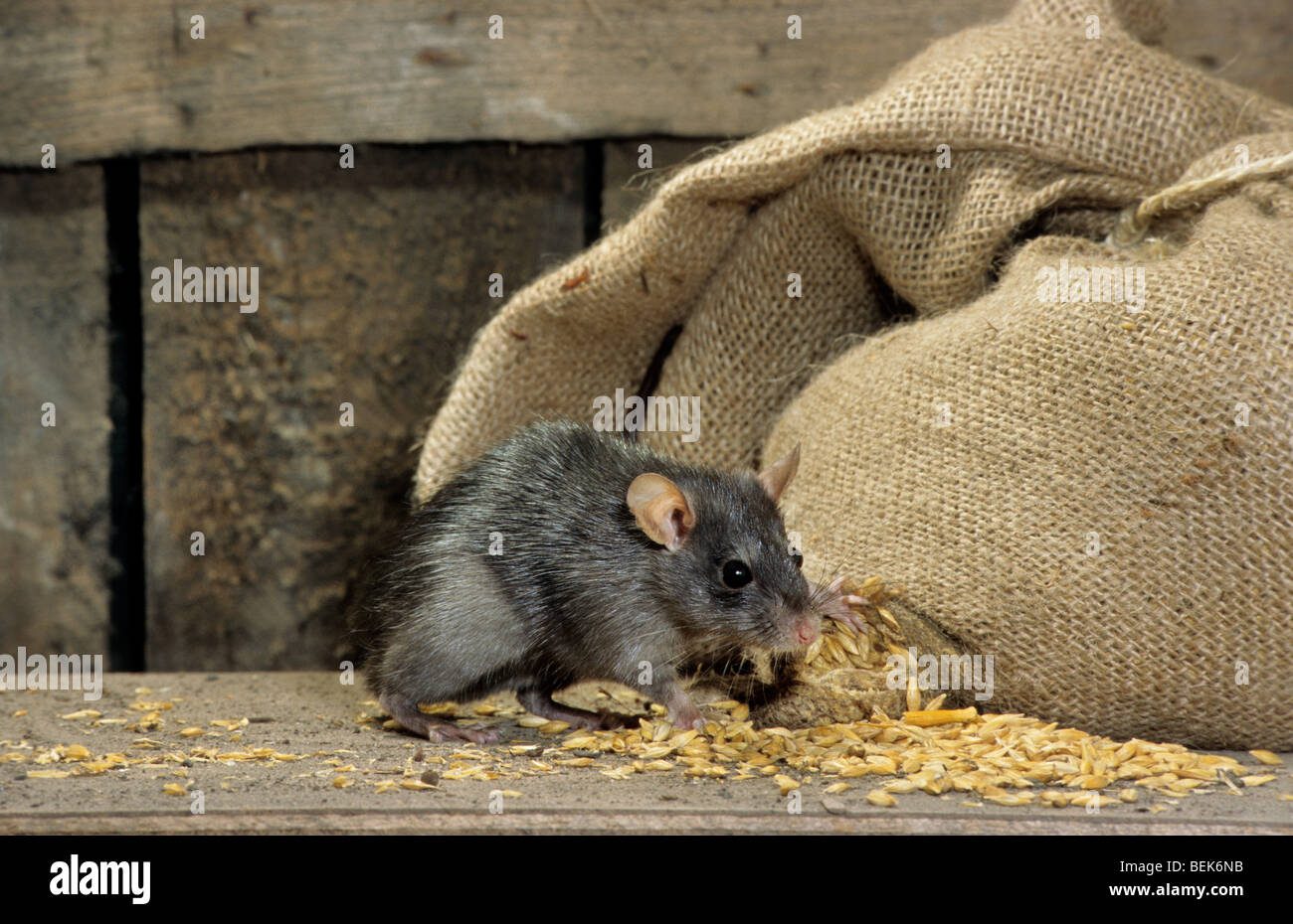 Ratón en saco de arroz almacenado