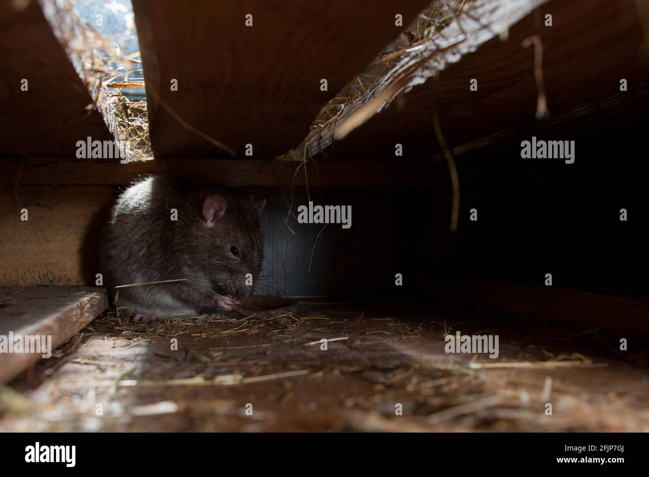Ratas escondiéndose en rincones oscuros