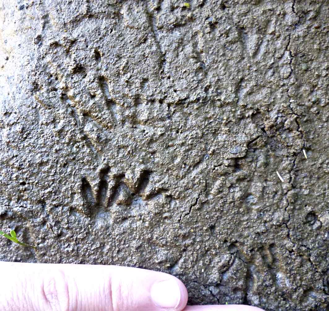 Huellas de ratones en el suelo