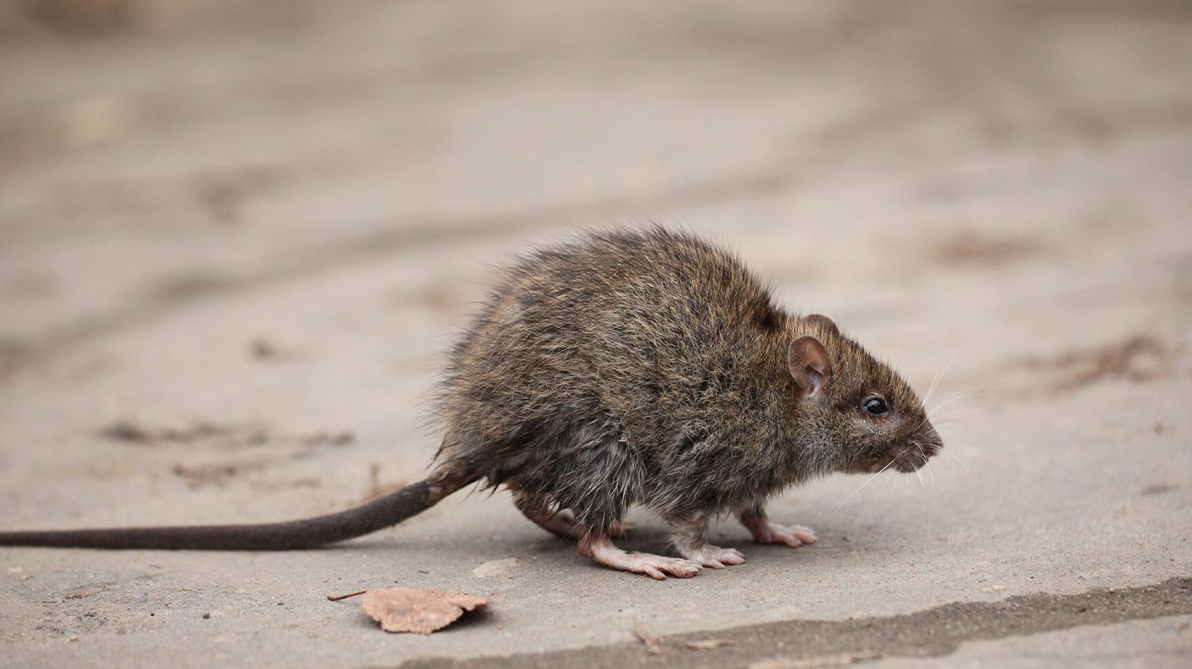 Ratas en entorno urbano versus entorno rural