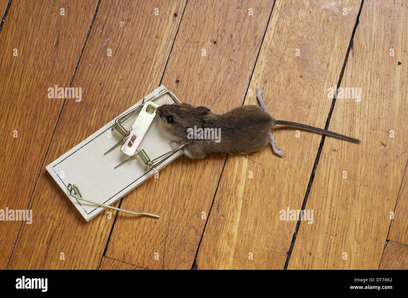 Ratón atrapado en trampa de madera