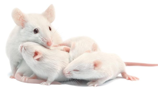 Ratas recién nacidas junto a la madre