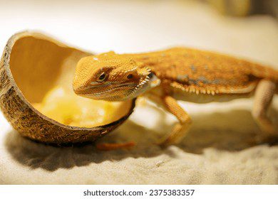 Lagartija comiendo verduras frescas en terrario