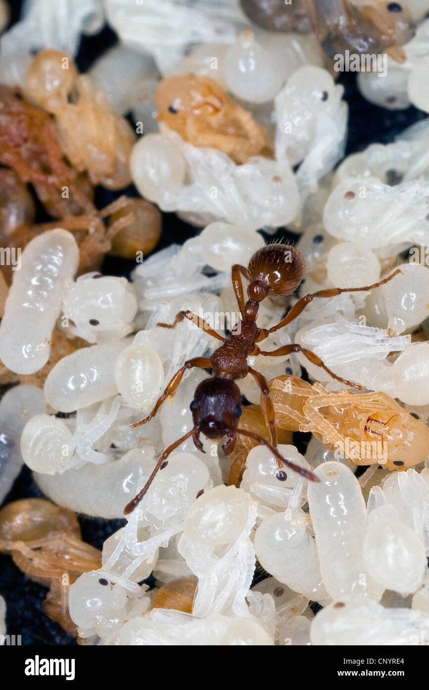 Hormigas obreras cuidando larvas en nido