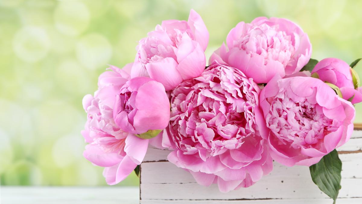 Cuáles son las flores que se parecen a las rosas