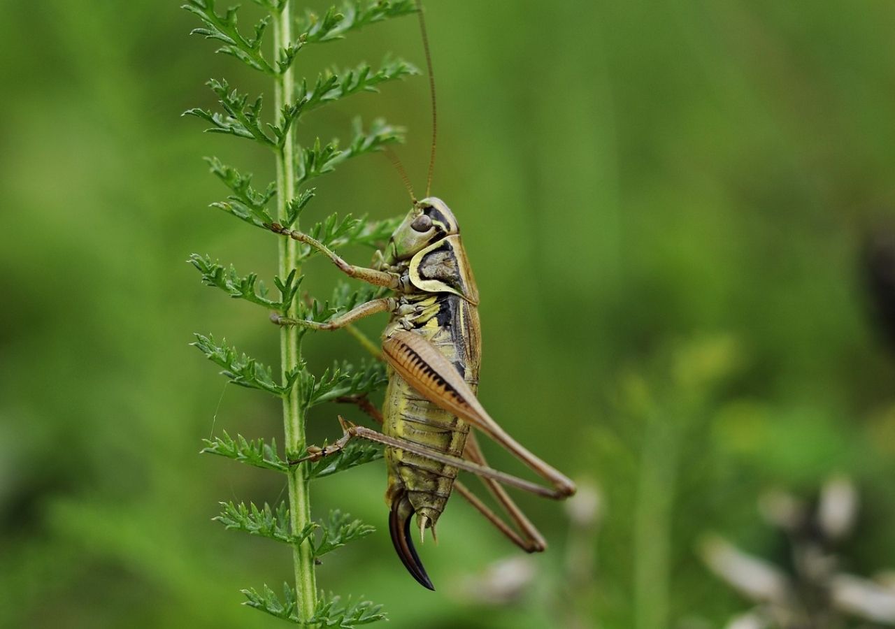Grillos en la naturaleza anunciando la lluvia