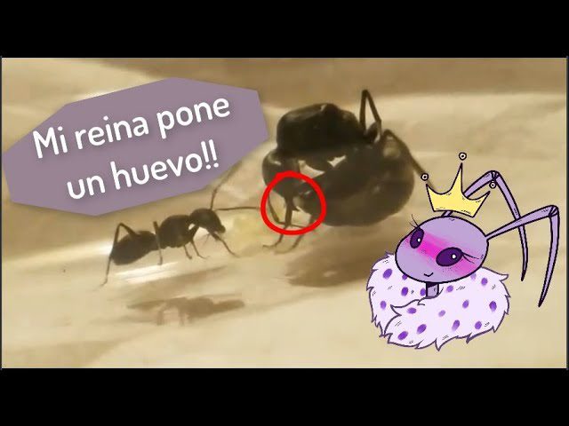 Hormiga reina depositando huevos en el nido