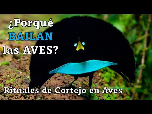 Cómo eligen los animales a su pareja