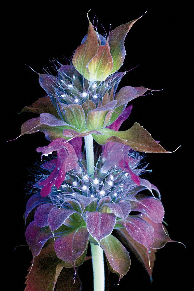 Luz ultravioleta iluminando diferentes objetos naturales