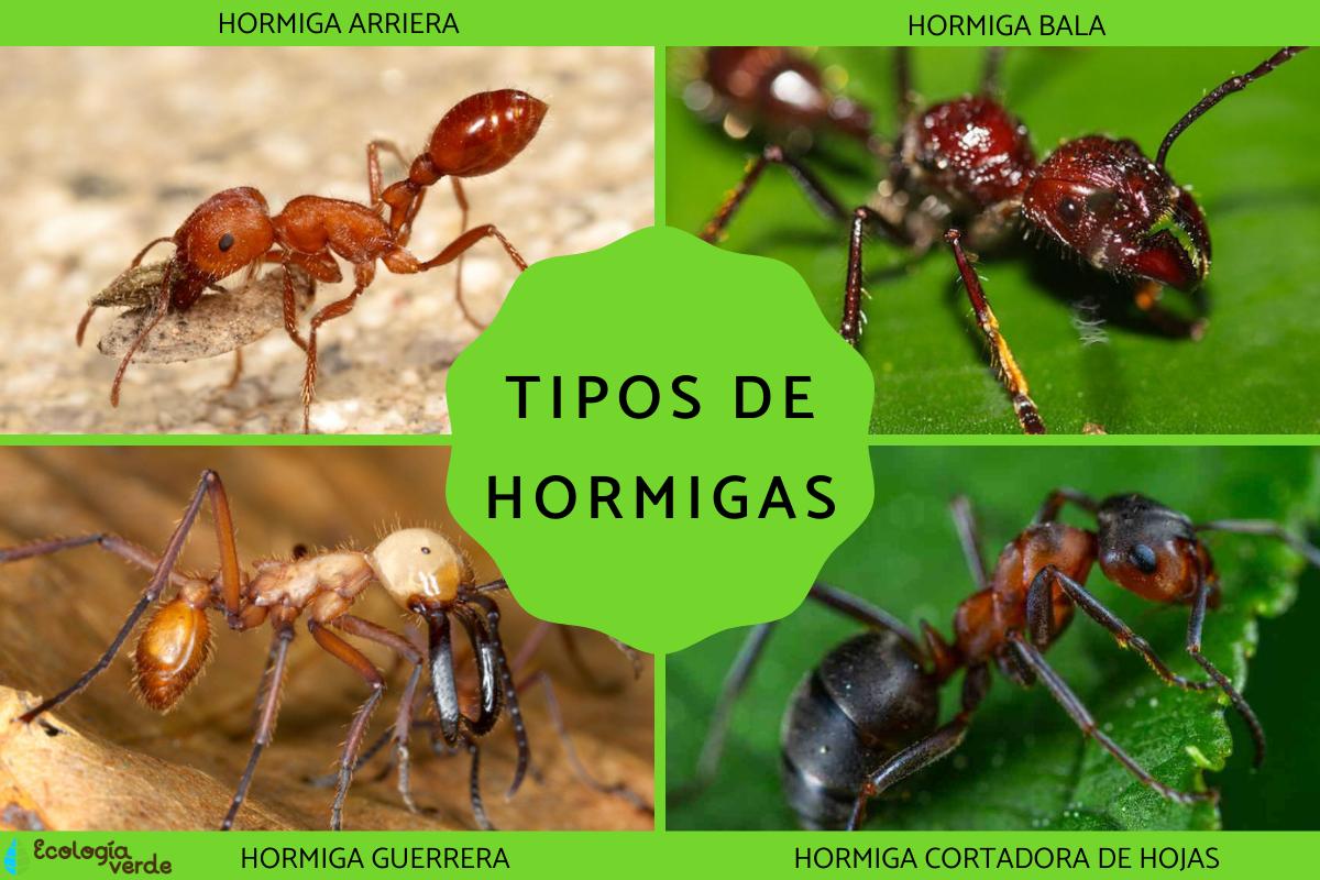 Hormigas de diferentes colores y tamaños