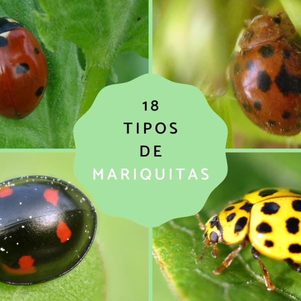 Cuántos puntos tiene una mariquita