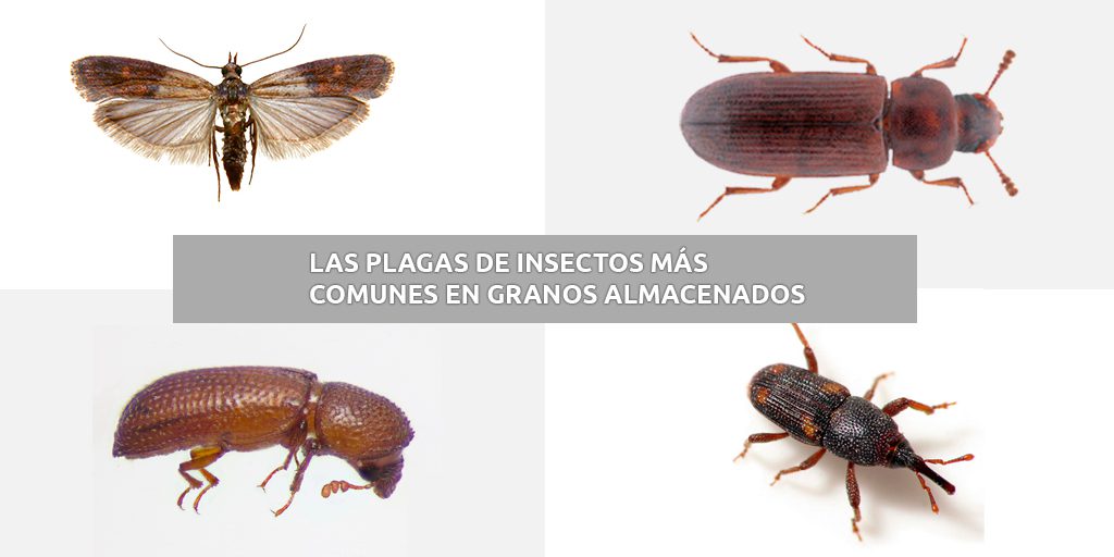 Productos secos propensos a plagas comunes