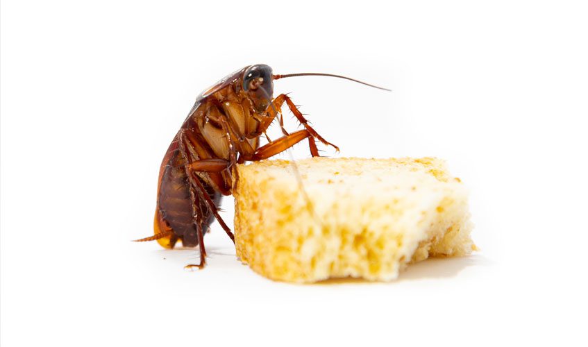 Cucaracha cerca de una trampa sin atrapar