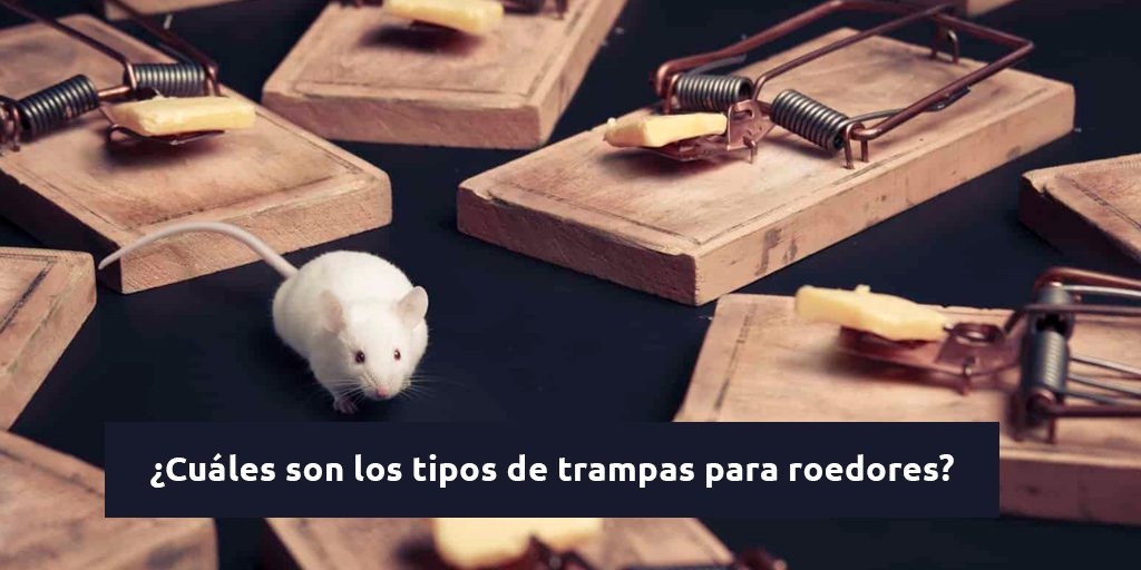 Ratas en trampa de captura no letal