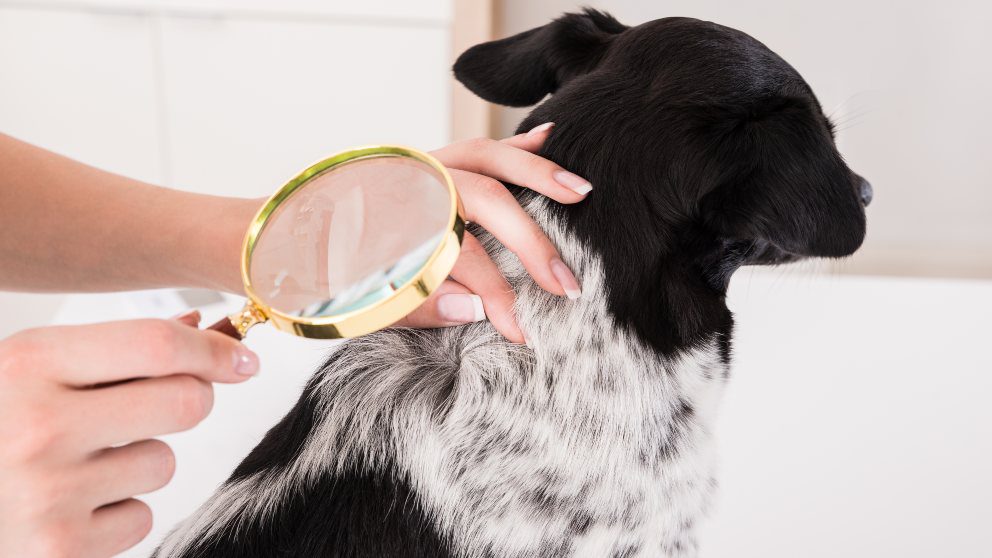 Perro recibiendo tratamiento para eliminar piojos