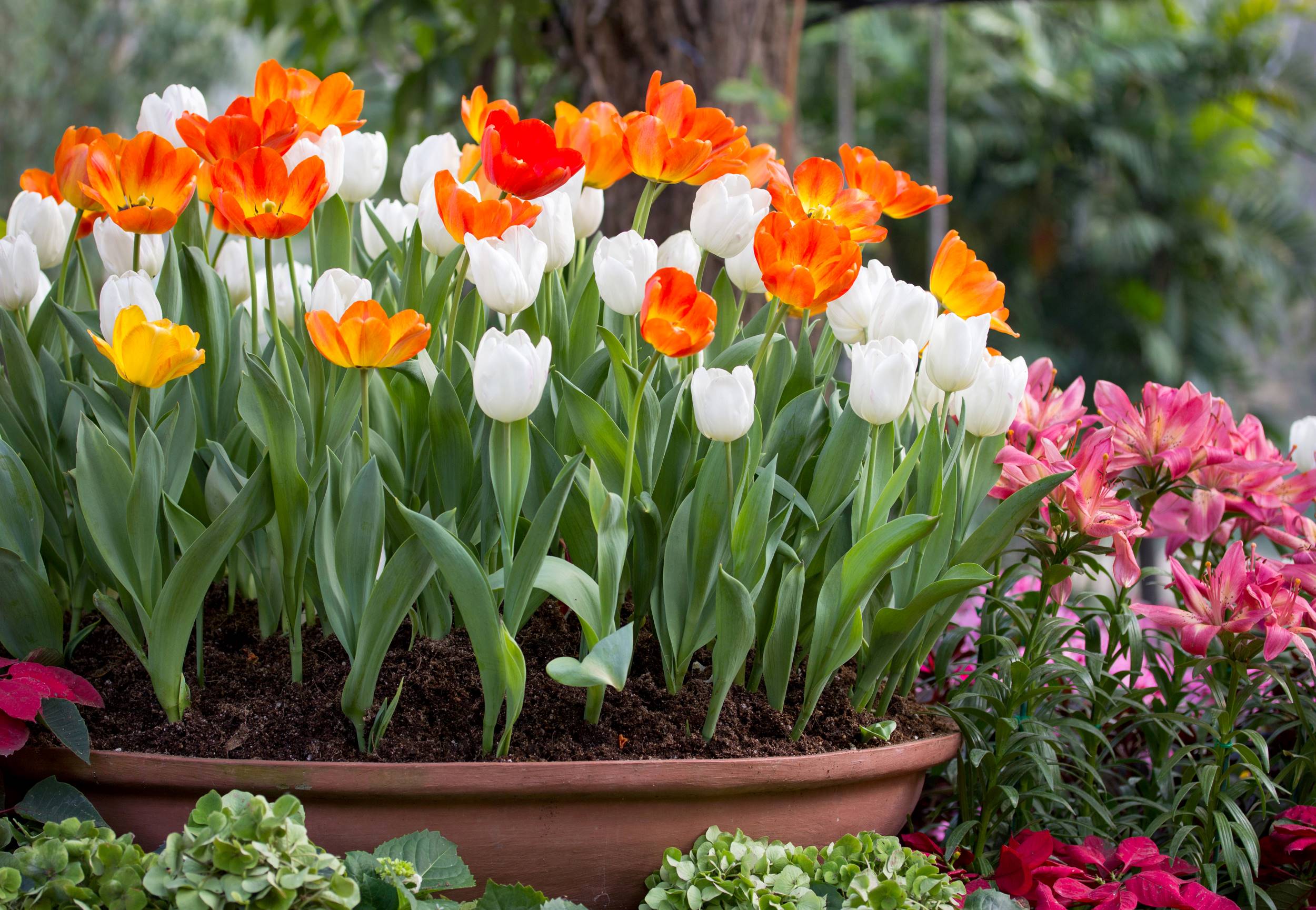 Cómo cuidar los tulipanes en maceta en casa: guía esencial