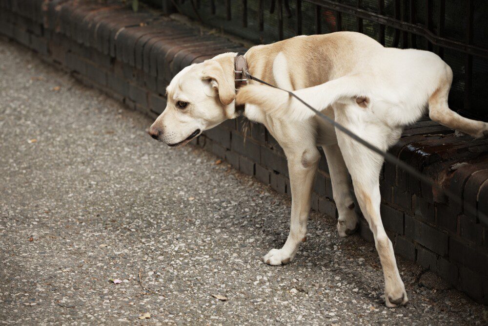 Perro orinando en diferentes lugares de casa