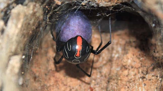 Huevos de araña viuda negra y otras especies